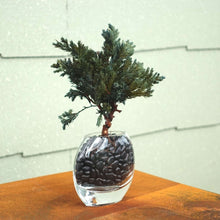 画像をギャラリービューアに読み込む, ドライ盆栽®ミニミニキット 緑