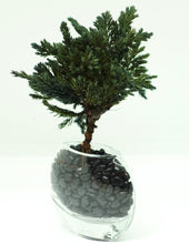 画像をギャラリービューアに読み込む, ドライ盆栽®ミニミニキット 緑