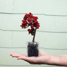 画像をギャラリービューアに読み込む, ドライ盆栽®ミニミニキット 赤実