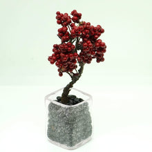 画像をギャラリービューアに読み込む, ドライ盆栽®ミニミニキット 赤実