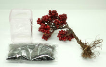 画像をギャラリービューアに読み込む, ドライ盆栽®ミニミニキット 赤実