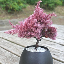 画像をギャラリービューアに読み込む, ドライ盆栽® ピンク 黒陶器 枯れ盆栽