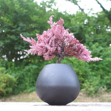画像をギャラリービューアに読み込む, ドライ盆栽® ピンク 黒陶器 枯れ盆栽
