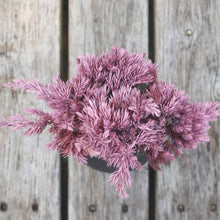 画像をギャラリービューアに読み込む, ドライ盆栽® ピンク 黒陶器 枯れ盆栽