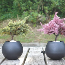 画像をギャラリービューアに読み込む, ドライ盆栽® ピンク 黒陶器 枯れ盆栽