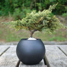 画像をギャラリービューアに読み込む, ドライ盆栽® 黄緑色 黒陶器 枯れ盆栽