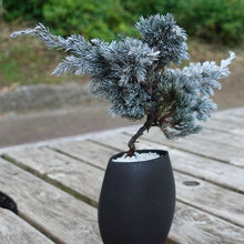 画像をギャラリービューアに読み込む, ドライ盆栽® ホワイト 黒陶器 枯れ盆栽