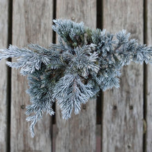 画像をギャラリービューアに読み込む, ドライ盆栽® ホワイト 黒陶器 枯れ盆栽