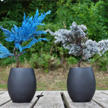 画像をギャラリービューアに読み込む, ドライ盆栽® ホワイト 黒陶器 枯れ盆栽