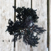 画像をギャラリービューアに読み込む, ドライ盆栽® ブラック 黒陶器 枯れ盆栽