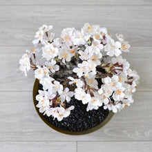 画像をギャラリービューアに読み込む, 【一点物】桜のドライ盆栽® 「祝」 金石目調塗り 枯れ盆栽 ※桜の花はフェイクフラワーです
