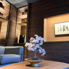 画像をギャラリービューアに読み込む, 【一点物】桜のドライ盆栽® 「祝」 金石目調塗り 枯れ盆栽 ※桜の花はフェイクフラワーです