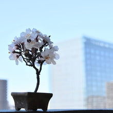 画像をギャラリービューアに読み込む, 桜のドライ盆栽® 「祝」盆栽鉢(茶)※桜の花はフェイクフラワーです