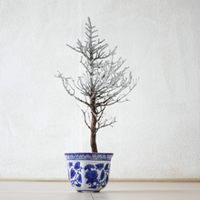 画像をギャラリービューアに読み込む, ドライ盆栽® シルバー 鉢入り 枯れ盆栽