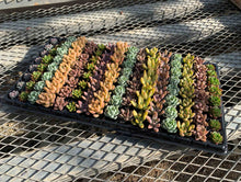 画像をギャラリービューアに読み込む, 多肉植物 プラグ苗 1号 ケース売り 128個入セット 【7品種保証】