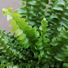 画像をギャラリービューアに読み込む, ネフロレピス・E・ツデー 4号 室内におすすめ 観葉植物 インテリアグリーン