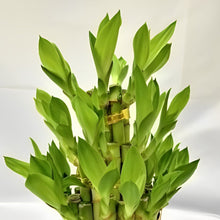 画像をギャラリービューアに読み込む, 【販売期間:12月24日まで】ミリオンバンブー(開運竹) 3段タワー仕立て 4号