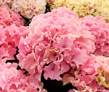 画像をギャラリービューアに読み込む, 【販売期間:5/7まで】ハイドランジア サーファー シーサイドピンク 1鉢