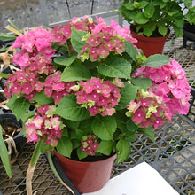 画像をギャラリービューアに読み込む, 【予約商品:4/21以降発送】ハイドランジア レディーマタハリピンク 1鉢