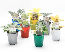 画像をギャラリービューアに読み込む, 【予約商品:11/25発送】クリスマスローズ 当年開花見込み株 カラーリーフアソート 花苗 5ポットセット