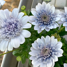 画像をギャラリービューアに読み込む, 【予約商品:3/24発送】オステオスペルマム・シルバーナイト 花苗 3ポットセット