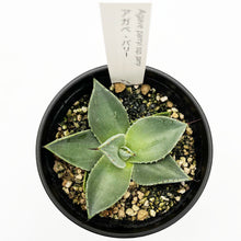 画像をギャラリービューアに読み込む, アガベ・パリー(吉祥天) 3.5号