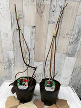 画像をギャラリービューアに読み込む, 【予約商品:2月28日まで】ブラックベリー 果樹苗 5号