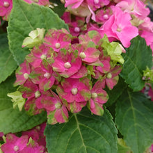 画像をギャラリービューアに読み込む, 【予約商品:4/21以降発送】ハイドランジア レディーマタハリピンク 1鉢
