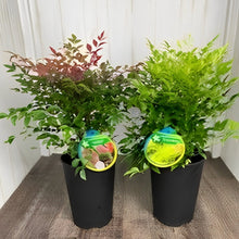 画像をギャラリービューアに読み込む, 【予約商品:12/16発送】南天(ナンテン) 6号 人気種2鉢セット