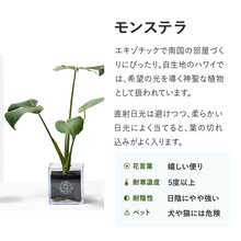 画像をギャラリービューアに読み込む, 【土を使わない観葉植物】テーブルプランツ キューブ (Table Plants CUBE)