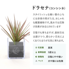 画像をギャラリービューアに読み込む, 【土を使わない観葉植物】テーブルプランツ キューブ (Table Plants CUBE)