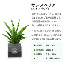 画像をギャラリービューアに読み込む, 【土を使わない観葉植物】テーブルプランツ キューブ (Table Plants CUBE)