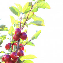 画像をギャラリービューアに読み込む, 【予約商品:9/16発送】ヒメリンゴ (姫りんご) 7号