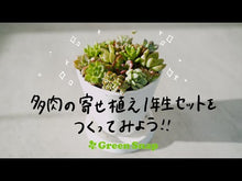 ギャラリービューア多肉の寄せ植え スタートセット(プラグ苗16個・寄せ植え用鉢・土など)に読み込んでビデオを見る