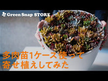 ギャラリービューア多肉植物 1.5号 ケース売り 72個入り 【9品種保証】に読み込んでビデオを見る
