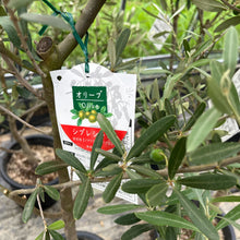画像をギャラリービューアに読み込む, 【数量限定!実付き】香川で育ったオリーブの木 8号 鉢カバーセット