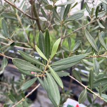 画像をギャラリービューアに読み込む, 香川で育ったオリーブの木 8号 鉢カバーセット