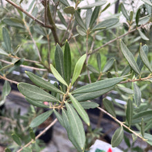 画像をギャラリービューアに読み込む, 【数量限定!実付き】香川で育ったオリーブの木 8号 鉢カバーセット
