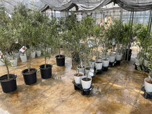 画像をギャラリービューアに読み込む, オリーブの木 5号 鉢カバー「Re:af®」セット 瀬戸内産 品種はおまかせ