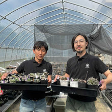 画像をギャラリービューアに読み込む, 【予約商品:1/9まで】2023年福袋 BOTANY CRAFT ハオルチア3種アソートセット 限定10セット