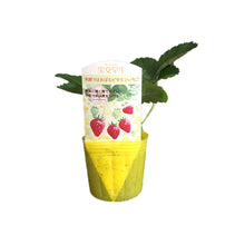 画像をギャラリービューアに読み込む, 【予約商品:10/17発送】イチゴ苗 5品種セット (ポット苗)