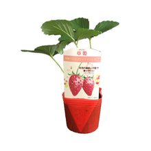 画像をギャラリービューアに読み込む, 【予約商品:10/17発送】イチゴ苗 5品種セット (ポット苗)