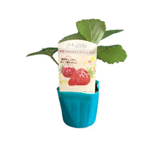 画像をギャラリービューアに読み込む, 【予約商品:10/17発送】イチゴ苗 5品種セット (ポット苗)