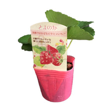 画像をギャラリービューアに読み込む, 【予約商品:10/17発送】イチゴ苗 5品種セット (ポット苗)