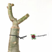 画像をギャラリービューアに読み込む, 【期間限定:3月末まで】アデニウム・オベスム 裸株(裸苗) 赤・紫系(9種から選べる)