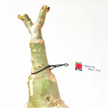 画像をギャラリービューアに読み込む, 【期間限定:3月末まで】アデニウム・オベスム 裸株(裸苗) 赤・紫系(9種から選べる)