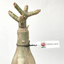 画像をギャラリービューアに読み込む, 【期間限定:3月末まで】アデニウム・オベスム 裸株(裸苗) 赤・紫系(9種から選べる)