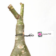 画像をギャラリービューアに読み込む, 【期間限定:3月末まで】アデニウム・オベスム 裸株(裸苗) ピンク系(10種から選べる)