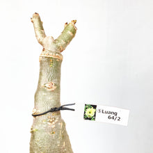 画像をギャラリービューアに読み込む, 【期間限定:3月末まで】アデニウム・オベスム 裸株(裸苗) 白・黄色系(5種から選べる)