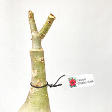 画像をギャラリービューアに読み込む, 【期間限定:3月末まで】アデニウム・オベスム 裸株(裸苗) 赤・紫系(9種から選べる)